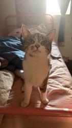 Reunited Female Cat last seen Near S Sawyer Chicago 60623, Chicago, IL 60623