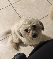 Reunited Male Dog last seen Near Haines St, Perris, CA 92570, USA, Perris, CA 92570