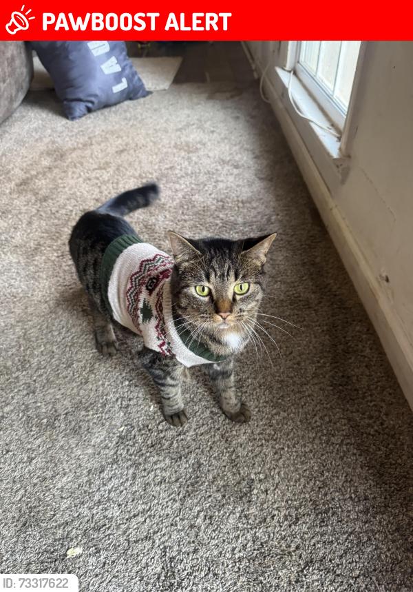 Lost Male Cat last seen Last seen between tatrice Ln and jousters Ln, Gwinnett County, GA 30044