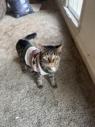 Lost Male Cat last seen Last seen between tatrice Ln and jousters Ln, Gwinnett County, GA 30044