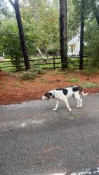 Found/Stray Male Dog last seen End of road, Southern Pines, NC 28387