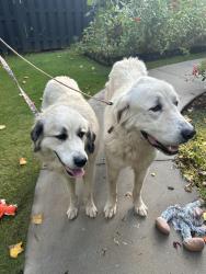 Found/Stray Unknown Dog last seen Mills Avenue and Augusta road, Greenville, SC 29605
