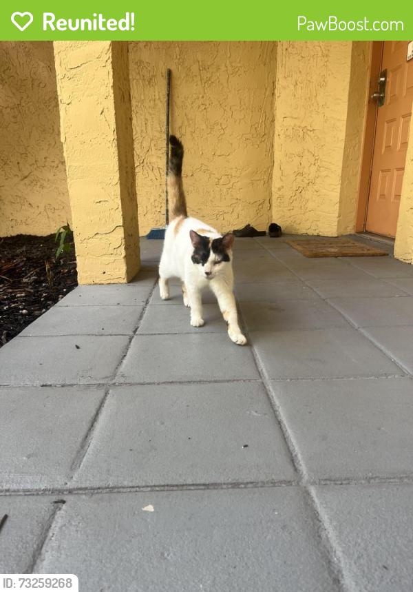 Reunited Unknown Cat last seen Napoli gardens Coral Springs fl, Coral Springs, FL 33071