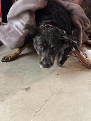 Found/Stray Unknown Dog last seen Shoreline Blvd, Boiling Springs, SC 29316