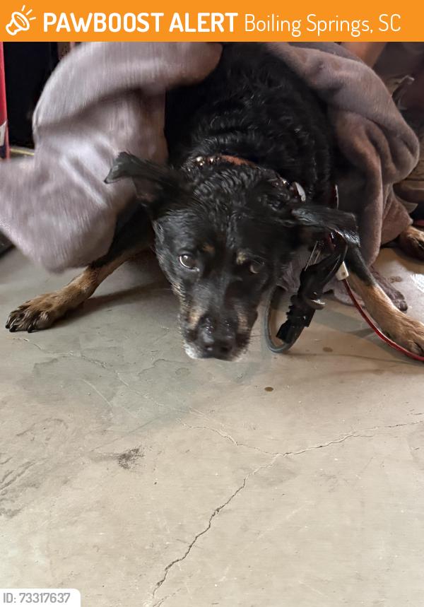 Found/Stray Unknown Dog last seen Shoreline Blvd, Boiling Springs, SC 29316