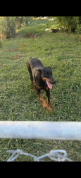 Reunited Female Dog last seen Hodgkins rd, Lake Worth, TX 76135