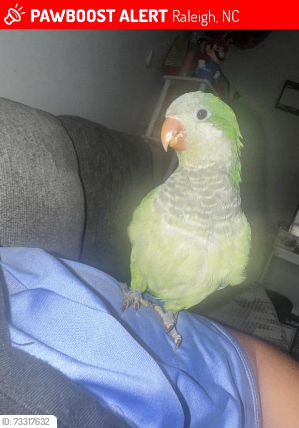 Lost Male Bird last seen Hampstead Pl, Raleigh, NC 27610