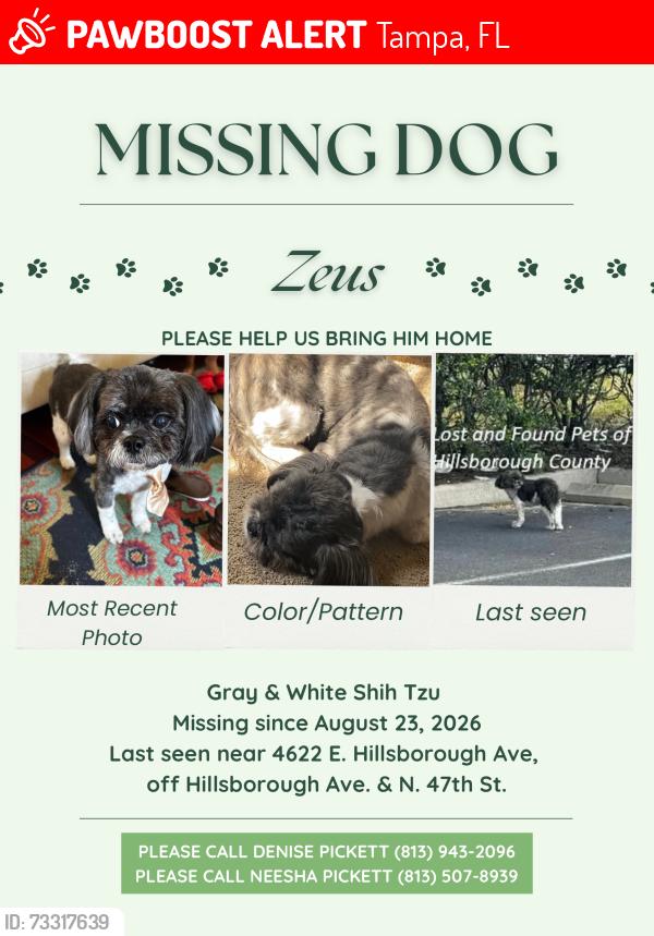 Lost Male Dog last seen 46th and Hillsborough, Tampa, FL 33610