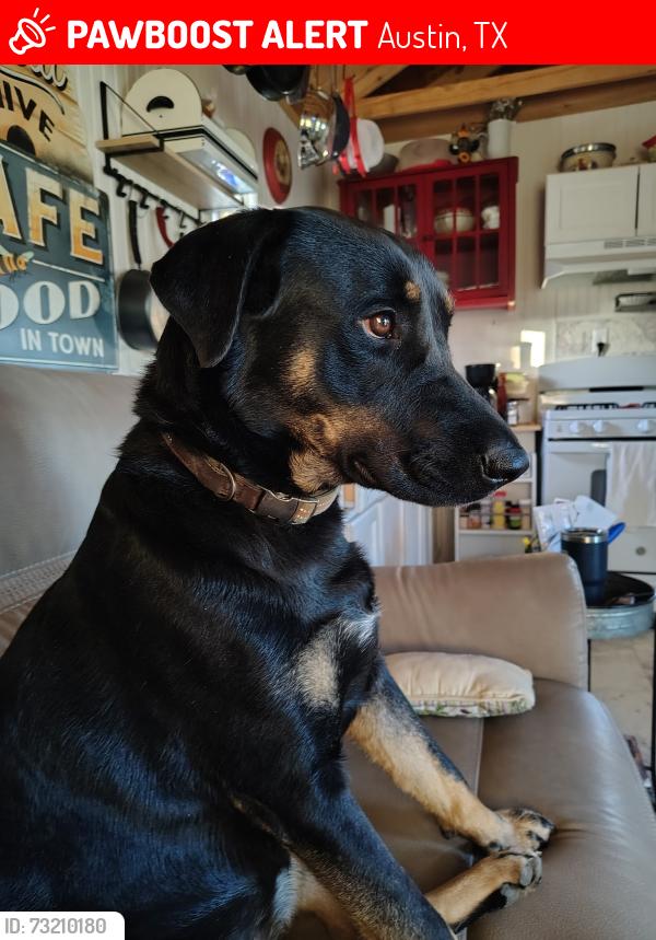 Lost Female Dog last seen Barton springs, Austin, TX 78703
