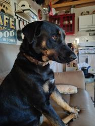 Lost Female Dog last seen Barton springs, Austin, TX 78703