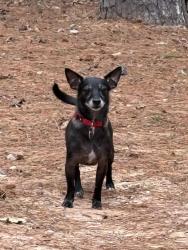 Reunited Male Dog last seen Angler Rd & Navigation Circle, Montgomery County, TX 77316