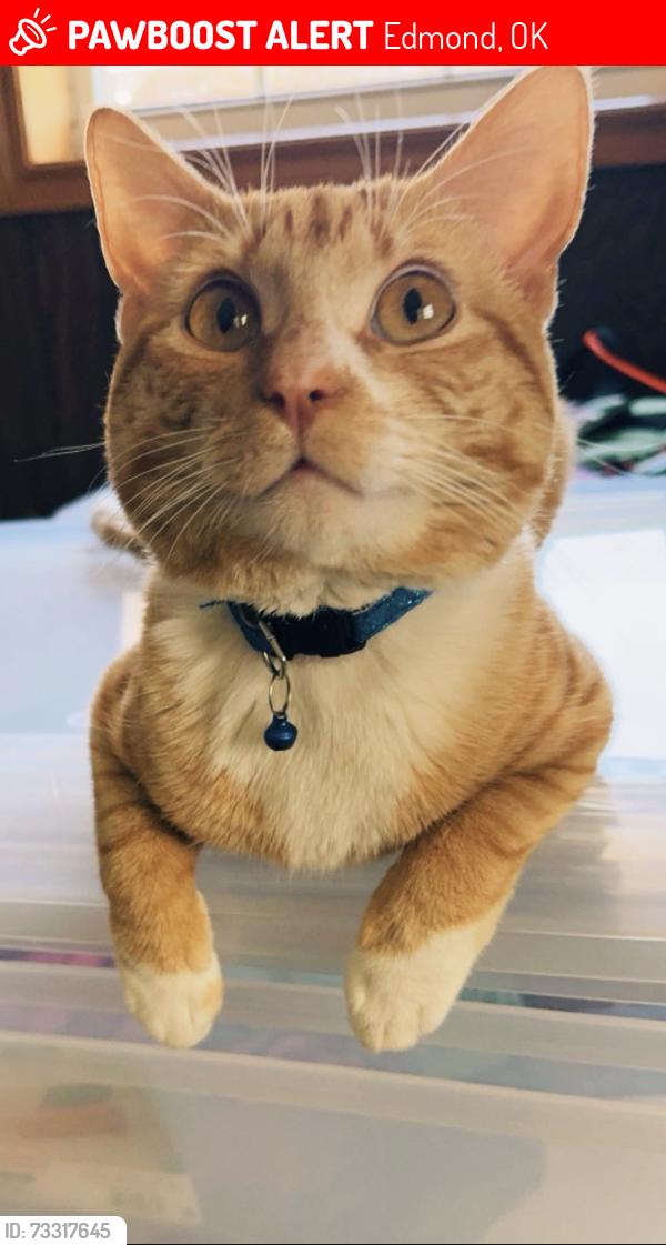 Lost Male Cat last seen 206th between county line and council, Edmond, OK 73012