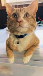 Lost Male Cat last seen 206th between county line and council, Edmond, OK 73012