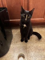 Found/Stray Female Cat last seen Princess Anna Marie lane, Raleigh, NC 27610