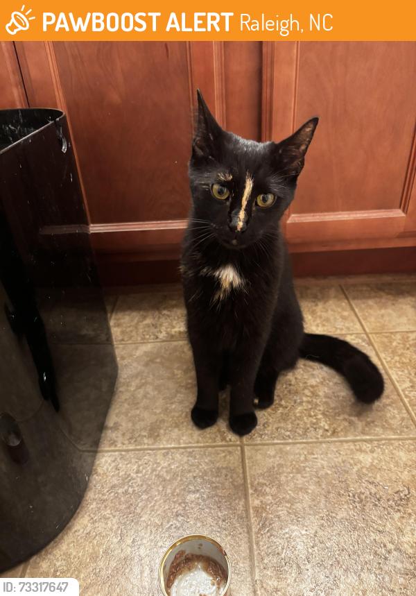 Found/Stray Female Cat last seen Princess Anna Marie lane, Raleigh, NC 27610
