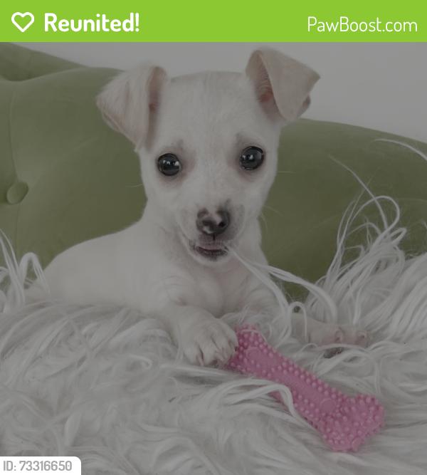 Reunited Female Dog last seen Longview Dr Valley Stream, Valley Stream, NY 11581