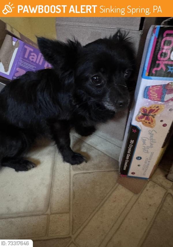 Found/Stray Female Dog last seen Ruth st, Sinking Spring, PA 19608