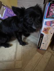 Found/Stray Female Dog last seen Ruth st, Sinking Spring, PA 19608
