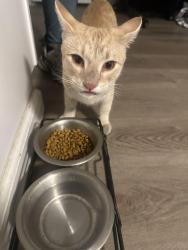 Found/Stray Male Cat last seen First/bullard, Fresno, CA 93710