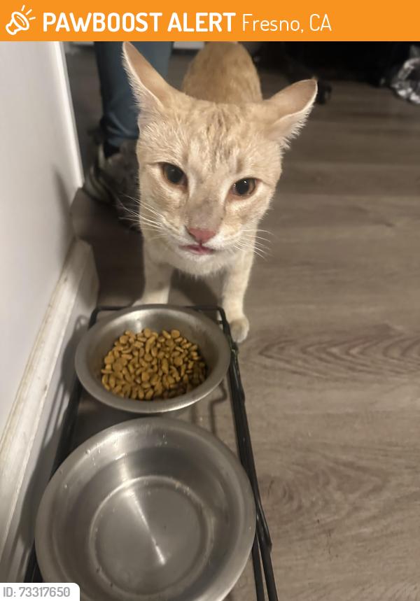 Found/Stray Male Cat last seen First/bullard, Fresno, CA 93710