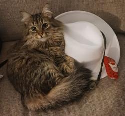 Lost Female Cat last seen Pizza & arcade of georgetown, Seattle, WA 98108