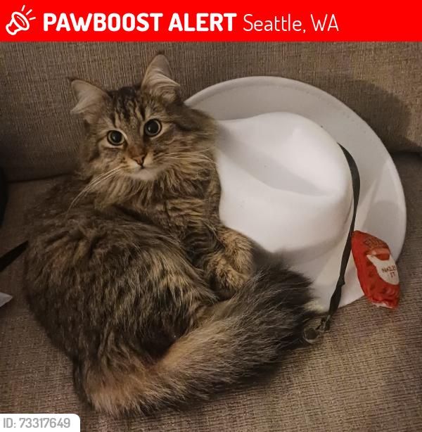 Lost Female Cat last seen Pizza & arcade of georgetown, Seattle, WA 98108