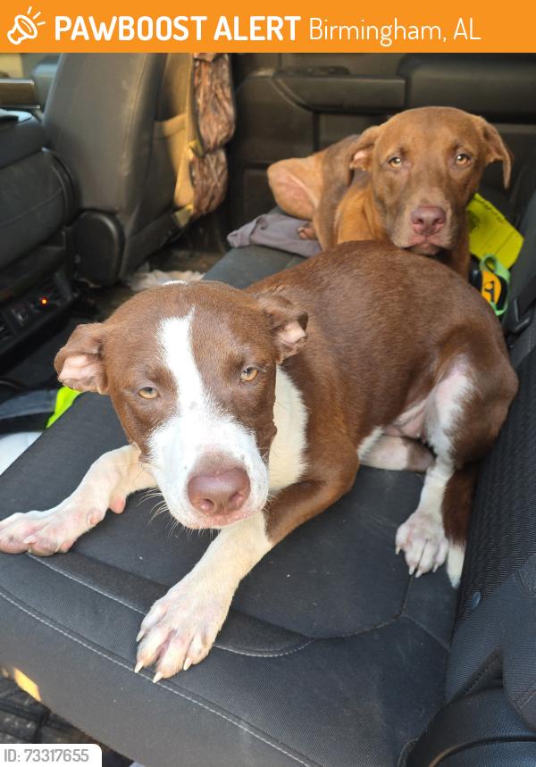 Found/Stray Unknown Dog last seen Ensley, Birmingham, AL 35218