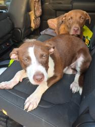 Found/Stray Unknown Dog last seen Ensley, Birmingham, AL 35218