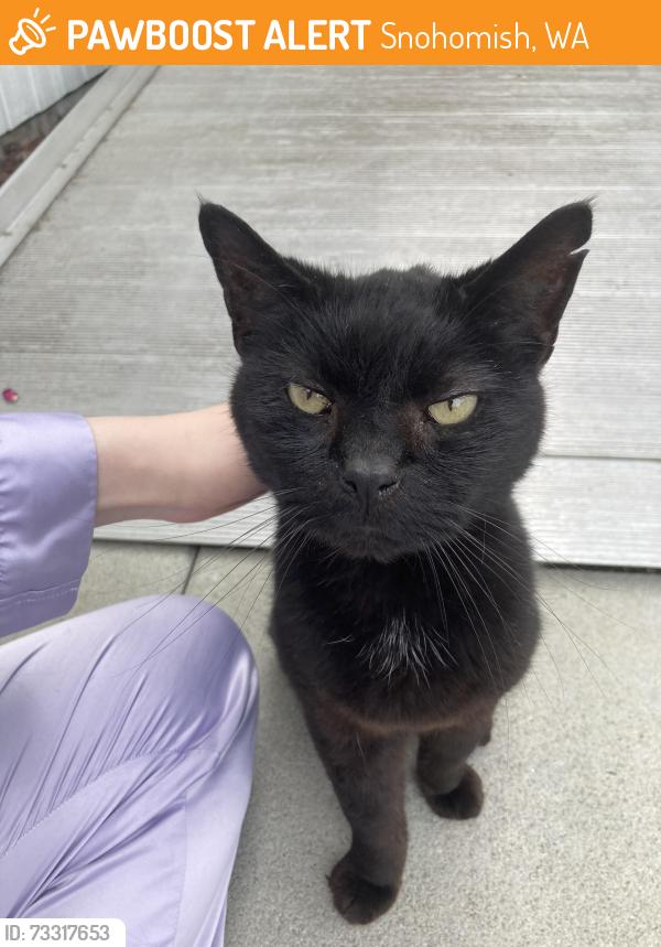 Found/Stray Unknown Cat last seen Near 67th Dr SE, Snohomish, WA 98296