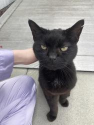 Found/Stray Unknown Cat last seen Near 67th Dr SE, Snohomish, WA 98296