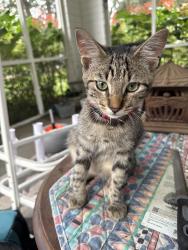 Reunited Male Cat last seen 14th St and 11th Ave, Ocala, FL 34471