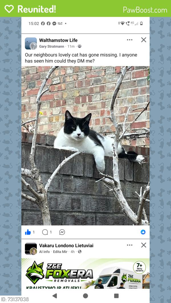 Reunited Male Cat last seen Campbell toad, Greater London, England E17 6SB