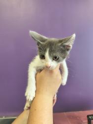 Shelter Stray Male Cat last seen Near W 1040 S, SALT LAKE CITY, UT, 84104, 511 W 3900 S, Salt Lake City, UT 84123, USA