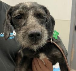 Shelter Stray Female Dog last seen 52nd Street, San Diego, CA, 92115, 5500 Gaines St, San Diego, CA 92110, USA