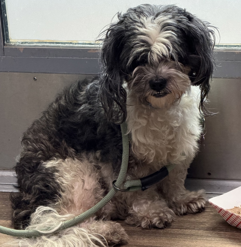 Shelter Stray Male Dog last seen Tecolote Road, San Diego, CA, 92110, 5500 Gaines St, San Diego, CA 92110, USA