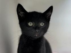 Shelter Stray Male Cat last seen Near Fingerboard Road, STATEN ISLAND, NY, 10305, 3139 Veterans Rd W, Staten Island, NY 10309, USA