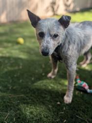 Shelter Stray Male Dog last seen Near Myrtlewood Court, Escondido, CA, 92027, Escondido, CA 92027, USA