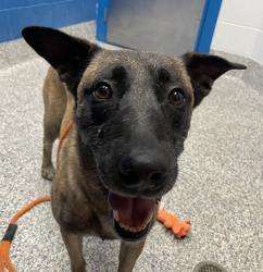 Shelter Stray Male Dog last seen W 104th Ave /N Lowell Blvd, Westminster, CO, 80031, 580 McIntyre St, Golden, CO 80401, USA