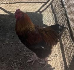 Shelter Stray Male Bird last seen Near Adventure Lane, San Marcos, CA, 92069, Escondido, CA 92027, USA