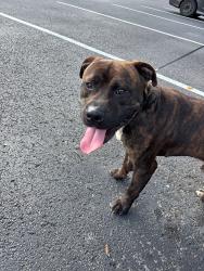 Found/Stray Male Dog last seen 31st Avenue and Long Boulevard, Nashville, TN 37203