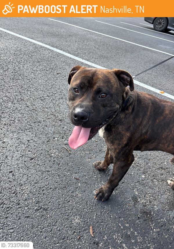 Found/Stray Male Dog last seen 31st Avenue and Long Boulevard, Nashville, TN 37203
