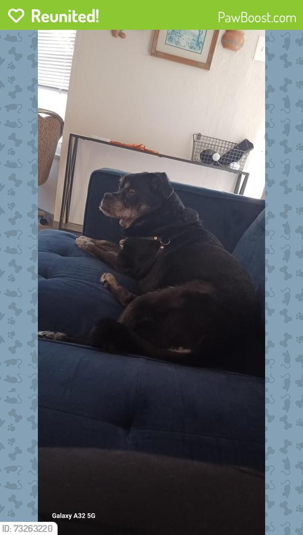 Reunited Female Dog last seen Boulevard of the Allies, Pittsburgh, PA 15217