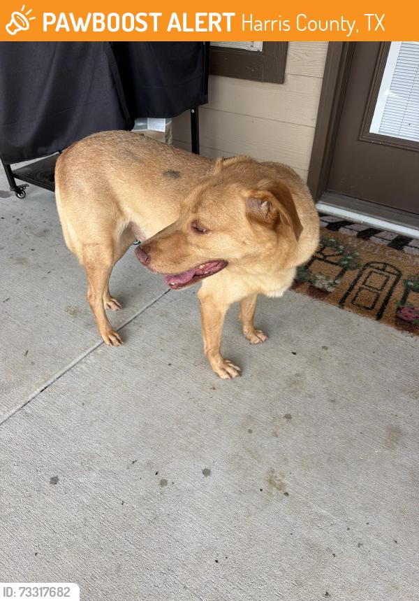 Found/Stray Male Dog last seen Entrance to west green village, Harris County, TX 77449