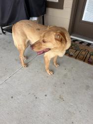 Found/Stray Male Dog last seen Entrance to west green village, Harris County, TX 77449