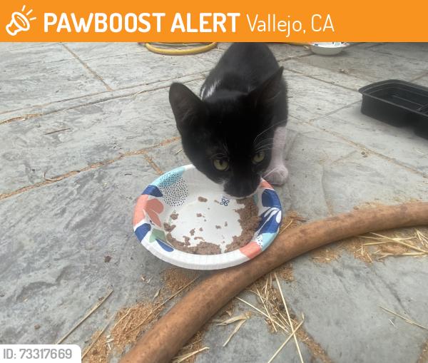 Found/Stray Unknown Cat last seen Springs/parkwood/Tennessee and Columbus parkway, Vallejo, CA 94591