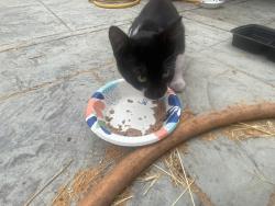 Found/Stray Unknown Cat last seen Springs/parkwood/Tennessee and Columbus parkway, Vallejo, CA 94591