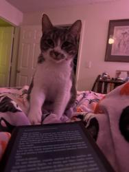 Reunited Female Cat last seen Tenth and Atlanta, Tulsa, OK 74104