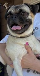 Reunited Male Dog last seen Balboa Island and Olympus Bay, San Antonio, TX 78245