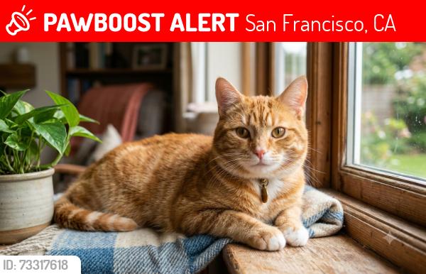 Lost Male Cat last seen Next to Cova hotel the right side Apts, San Francisco, CA 94109