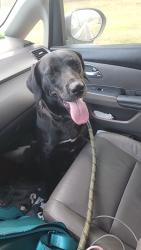 Reunited Female Dog last seen Crawford ga, Crawford, GA 30630